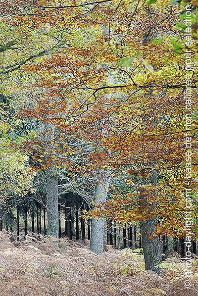 bois en automne